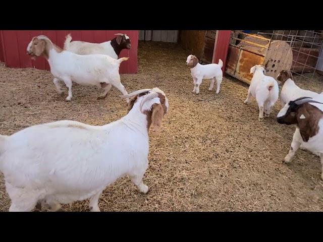 Boer Goats getting close to kidding.