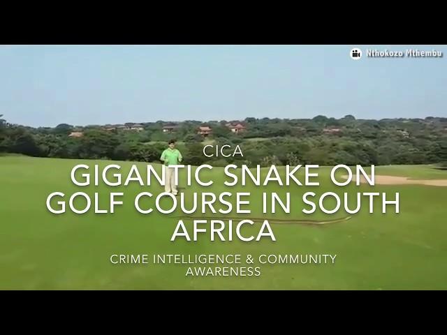 Huge African Rock Python snake spotted on Zimbali golf course in Ballito KZN South Africa