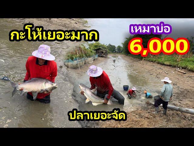 เหมาบ่อ 6,000บาท ได้แบกได้หามปลาตัวใหญ่อีกแล้ว | Ep.178