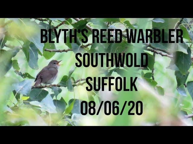 Blyth's Reed Warbler, Southwold, Suffolk 08/06/20