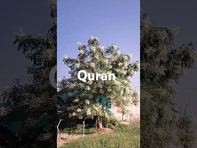 tilawat Quran ️