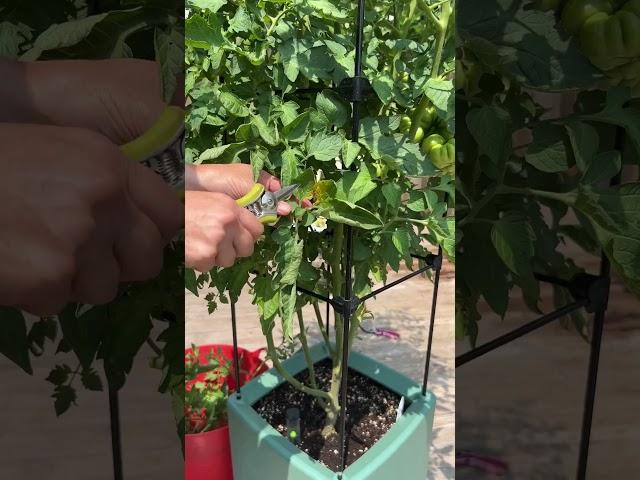 Tips for Growing Tomatoes in Containers | #testgardentuesday