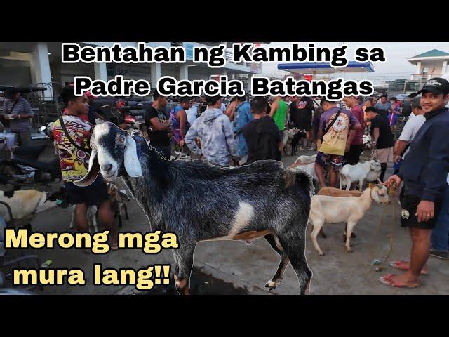 October 11, 2024 Presyo ng Kambing sa Padre Garcia Batangas Livestock Auction