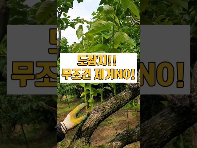 감나무도장지! 잘 활용하면 좋은감이 열려요.#감나무염지법