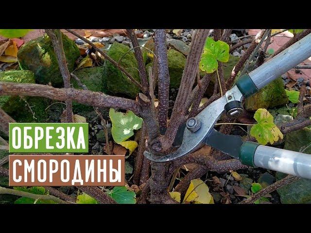 СМОРОДИНА  Правильная обрезка повысит урожай!!! / Садовый гид