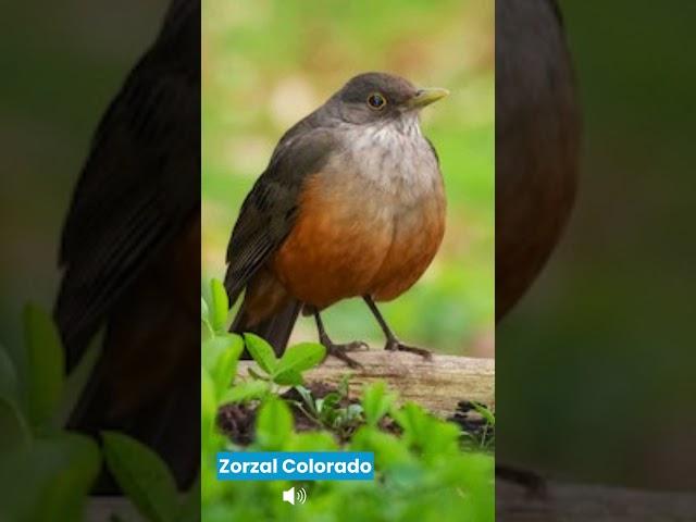 Aves Argentinas. 100 años junto a vos y la naturaleza