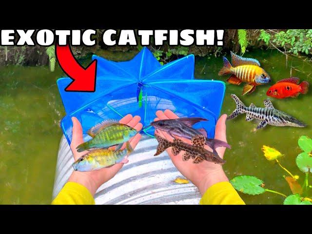 FISH TRAP CATCHES EXOTIC CATFISH *AND MORE* In TINY CREEK!! (RARE FIND)