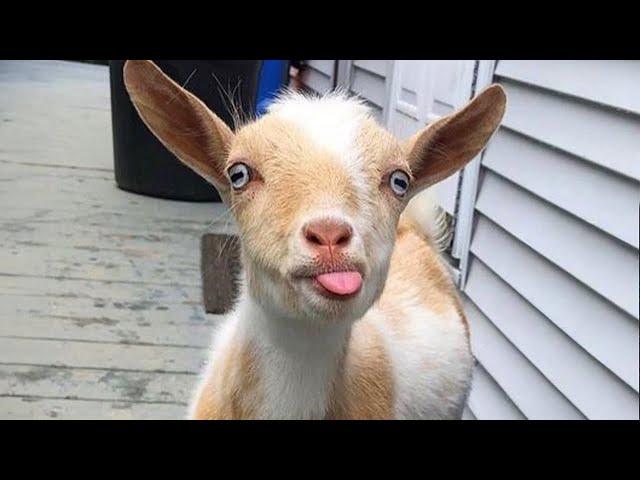 This is why GOATS are the FUNNIEST ANIMALS