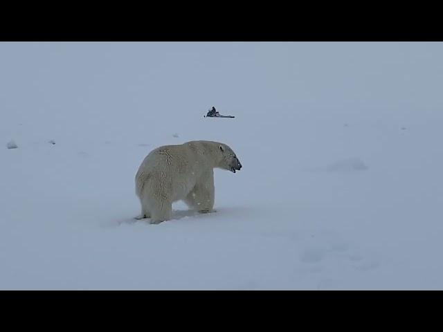 Big polar bear roaming the sea ice.