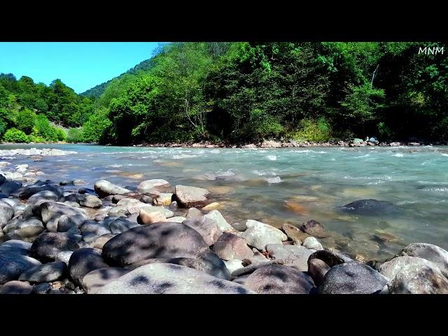 Magnificent birds chirping, gentle stream flowing over stones in the mountains, ASMR