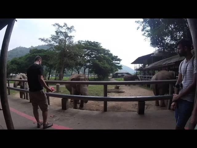 Justin feeding an elephant