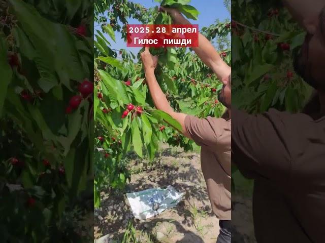 #рек #fruit #horselov #garden #coversong