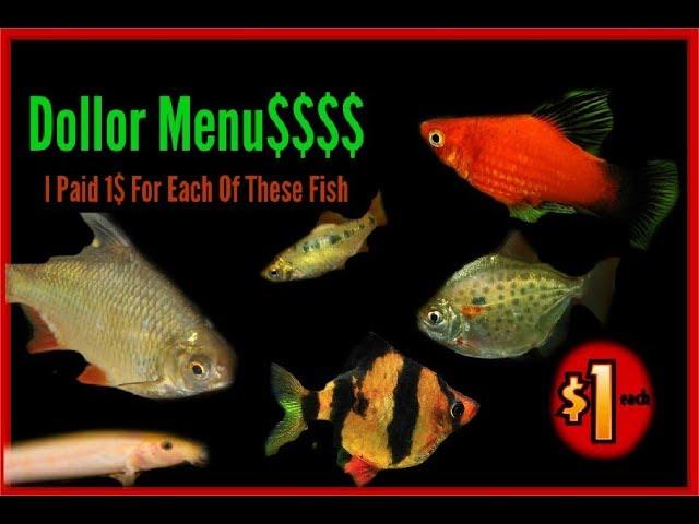 The Aquarium Fish "Dollar Menu"