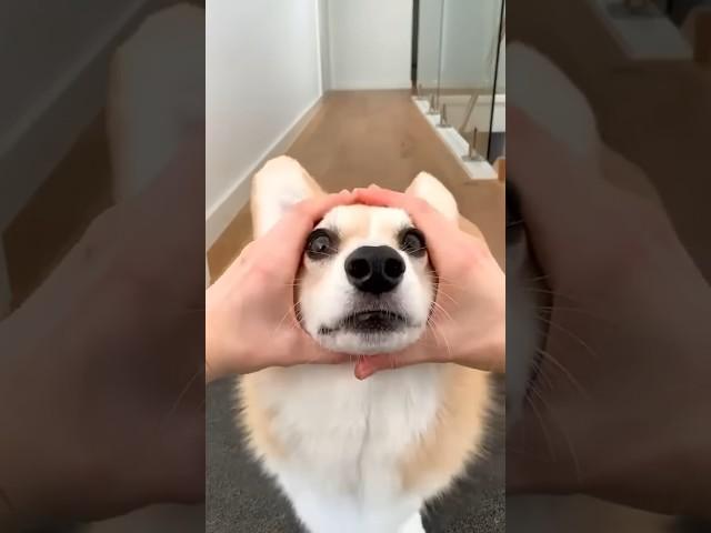 cute corgi action 