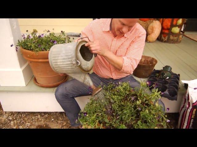 Planting Tulip Bulbs in Containers | At Home With P. Allen Smith