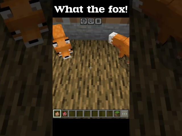 What the fox! 