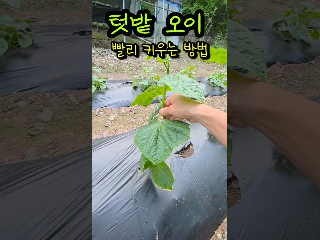 텃밭 오이 빨리 키우는 방법