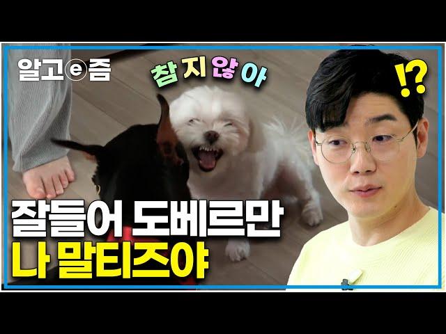 "나 소형견 말티즈, 대형견을 제압한다" 다견 가정 서열 1위가 무엇인지 보여주겠다, 화목한 다견가정을 위해 설쌤이 나섰다.│세상에 나쁜 개는 없다│알고e즘