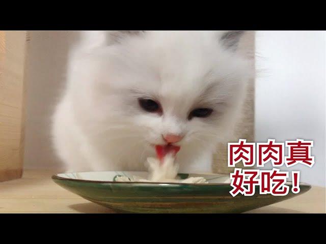 【布偶猫】小奶猫宝贝贝的吃播第二弹！我们会自己吃，不要喂了！奶糕，肉肉都吃给你们看！