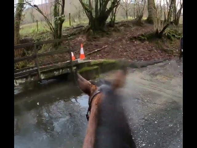 Billy hypnotized by the moving water walking off the ford crossing into a waterfall #horse #water