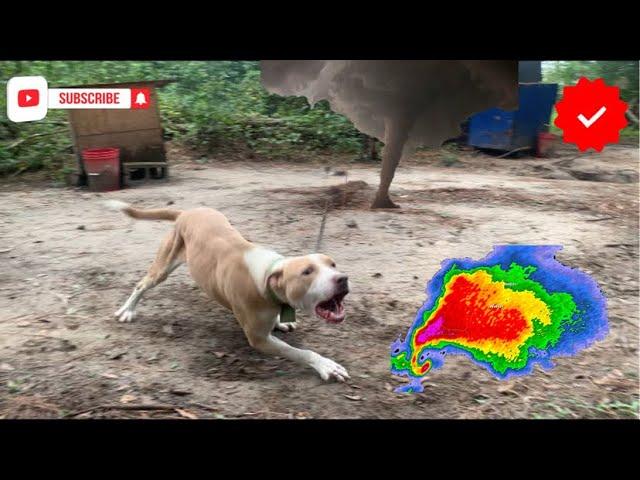 This Pitbull Kennel Is Preparing For A Hurricane MarcosTVG Raw an Uncut Jungle Update