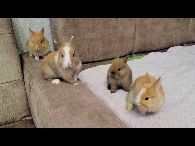 We watch videos with little Rabbits and calm down ️ Cute rabbits!!!