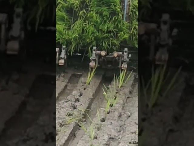 Rice Transplanter/ Paddy Transplanter machine