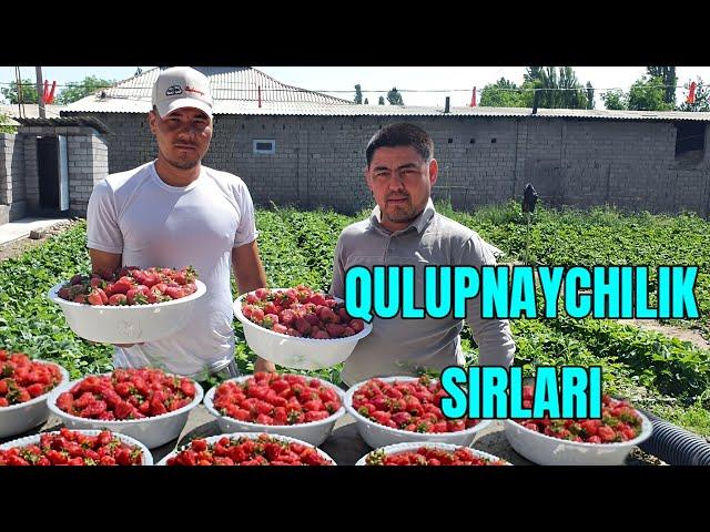 QULUPNAYCHILIK SIRLARI