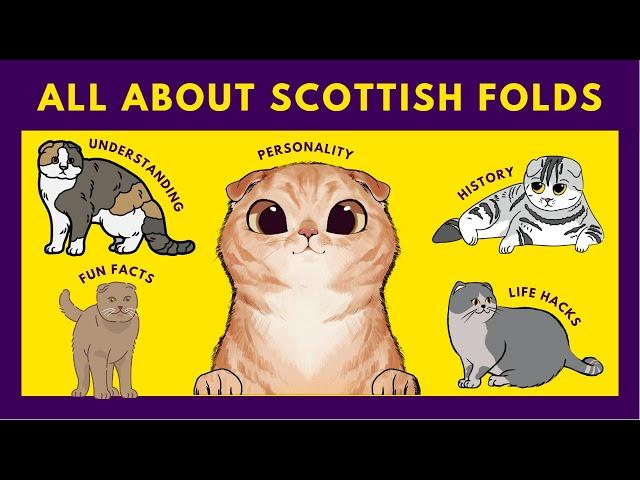 Scottish Fold Cats   10 Fascinating Facts You Need to Know Now