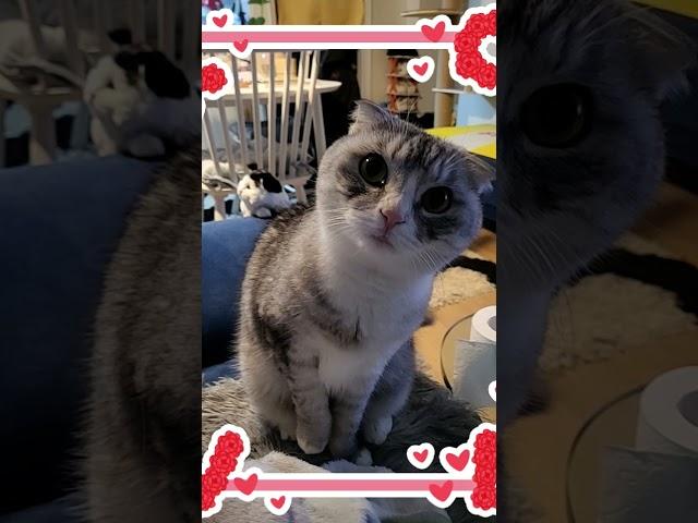 사랑이#고양이하루#고냥이#사랑스렁내사랑이너무이뻥~^^