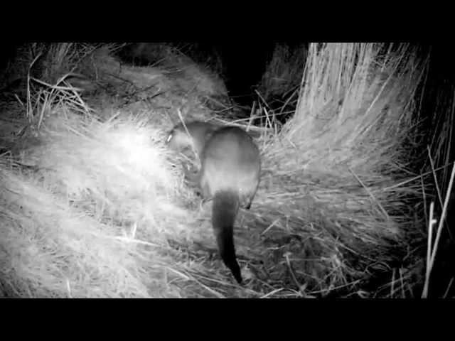 Otter in Llanelli west Wales UK By Darren Harries of Carmarthenshire Wildlife Watch