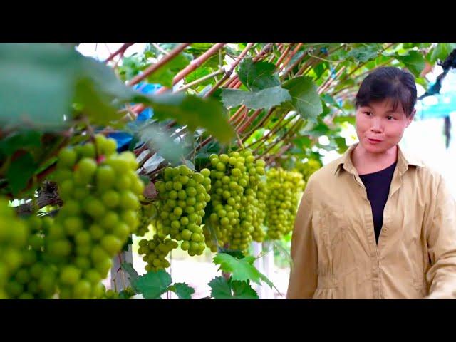 A big client ordered over 300 pounds of grapes! Sister Feng is overjoyed,working late into the night