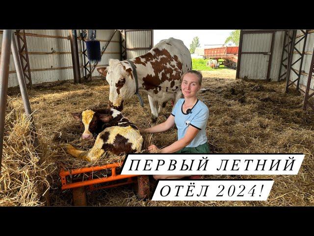 Отёл айрширской коровы! Кого принесла Горошка? Пополнение на Молодой Ферме!