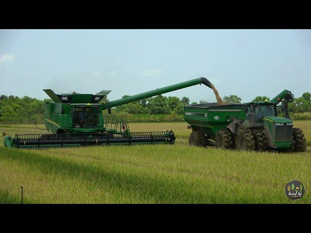 Harvesting Rice in South Louisiana