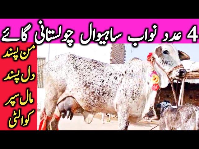 Best Quality Cholistani Sahiwal Cow Farm Near Luden Cow Mandi Hasil Pur || Global Village Farming