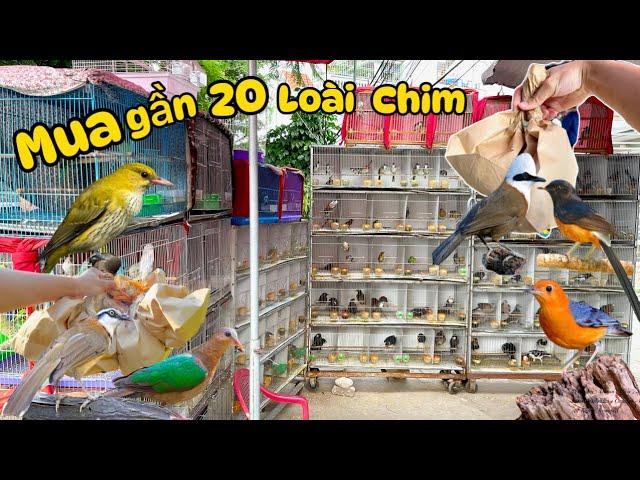 Tậu thêm 20 loài Chim Cảnh đẹp Giá Rẻ tại chợ Hàng - Hải Phòng & Các cửa hàng vỉa hè || Đạt Bird TV