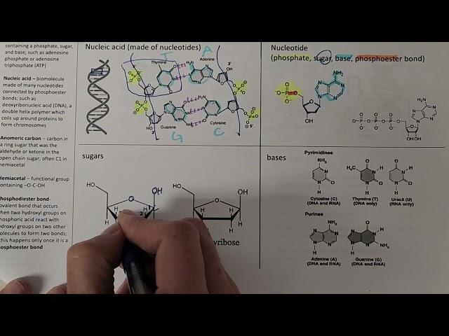 Nucleotides introduction