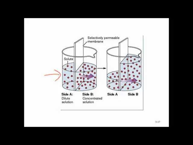 Human Anatomy & Physiology I Review of Chapters 1,3,4 & 5