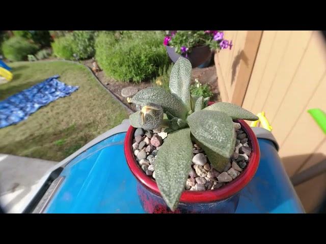 AoxTheGardener - Aloinopsis Rubrolineata - Bloom Open/Close Timelapse