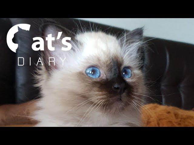 Birman kittens development from 0 to 86 days