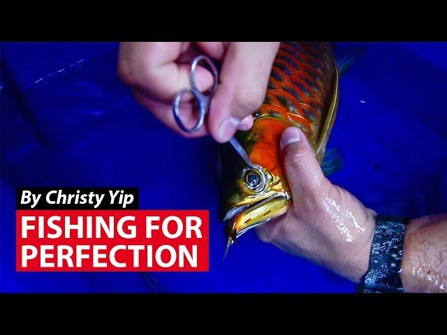 Fishing For Perfection: Cosmetic Surgery For Your Pet Fish? | CNA Insider