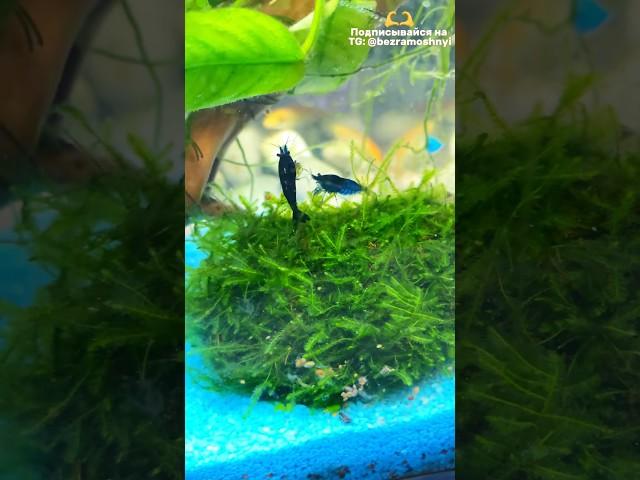 Креветки #креветка #креветки #домашниеживотные #аквариум #котики #рыбы #хобби #реки #млекопитающие