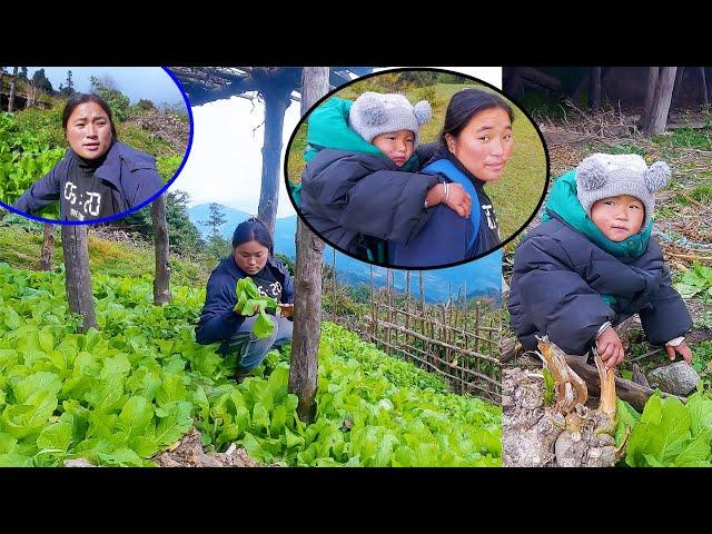 Jina & Jonson Picking large mustard leaf II Jina's vegetable farm@pastorallifeofnepal