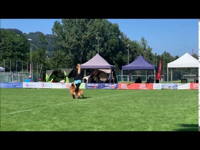 Sandra Roth & Boogie - Swiss Discdog Challenge Finale 2019 in St.Gallen