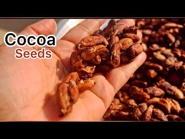 First time I saw this cocoa tree || Cocoa seeds