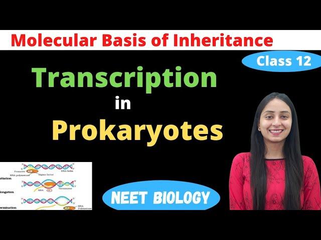 Transcription in Prokaryotes | Class 12 Genetics | NEET Biology