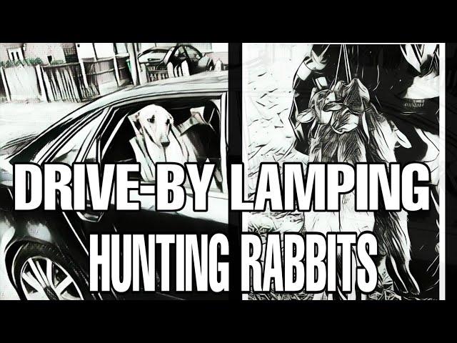 Lampimg rabbits - DRIVE BY LAMPING WITH LURCHERS