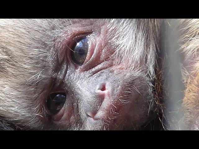 Rare Newborn Yellow Breasted Capuchin Monkey
