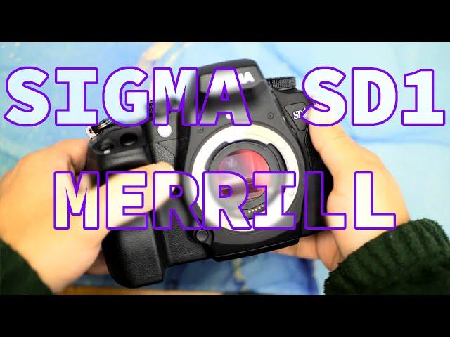 Sigma SD1 Merrill - The DSLR with Foveon X3 Full Colour Sensor - 2024 Review!