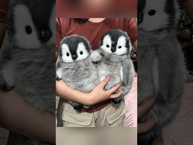 I will adopt all these cute penguins #cute #adorable #pet #penguin #babyanimals #fluffy #cuteanimal